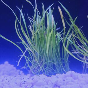 Micro Sword aka BEACH BUSH