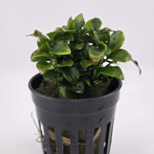 20250418_184410 Tiki Micro Anubias Nana-Petite
