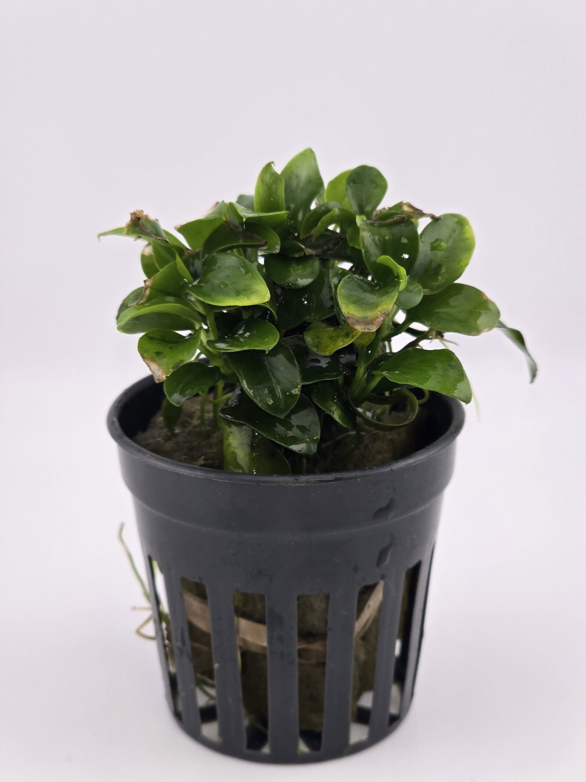 Tiki Micro Anubias Nana-Petite