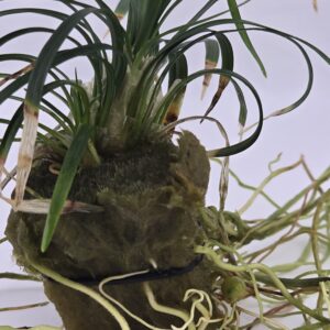MONDO GRASS Dwarf