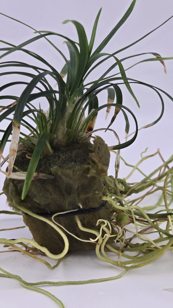 MONDO GRASS Dwarf