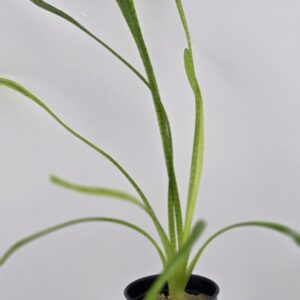 NARROW LEAF FERN aka VOODOO FREN