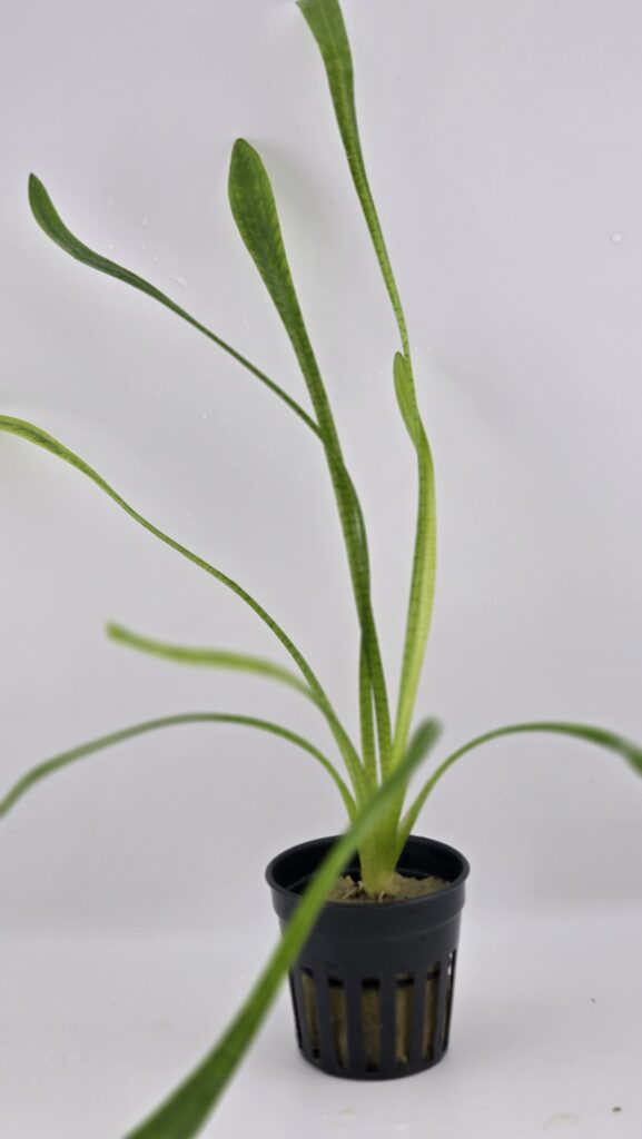 Narrow Leaf Sagittaria
