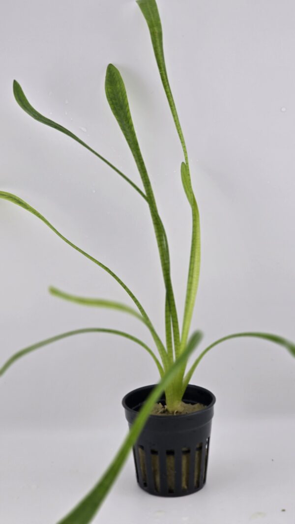 NARROW LEAF FERN aka VOODOO FREN