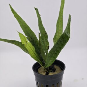 JAVA FERN aka PIRATE FERN