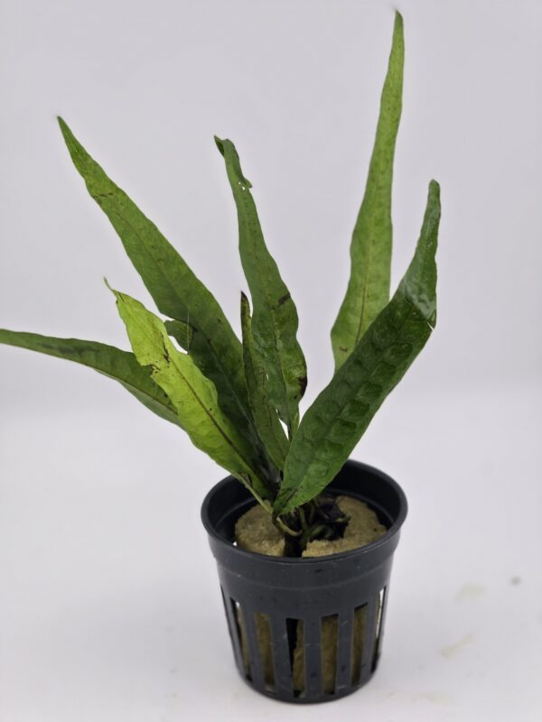 JAVA FERN aka PIRATE FERN