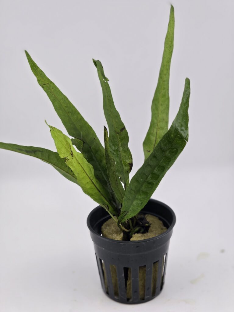 JAVA FERN 2x Get 2 Plants per order