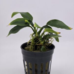 20250418_185033 (1) TIKI ANUBIAS - Nana