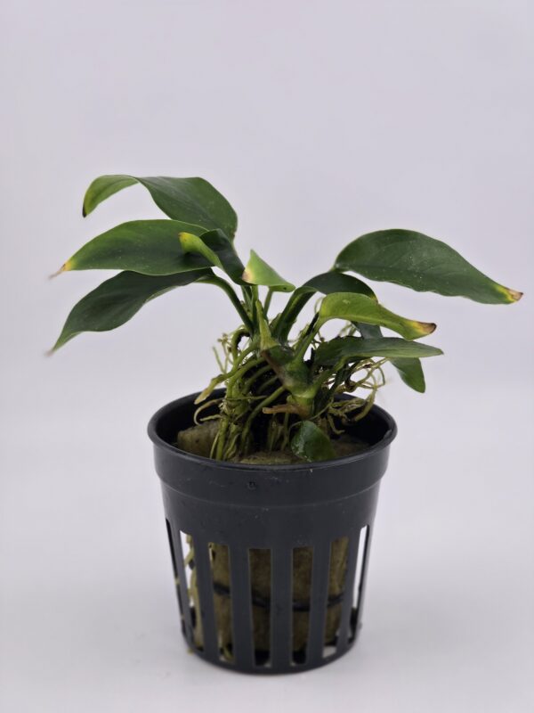 TIKI ANUBIAS - Nana