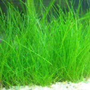 DWARF HAIR GRASS aka KIWI GRASS