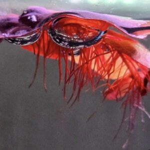 Screenshot_20250418_222617_Instagram (1) RED ROOT FLOATERS - 3oz cup