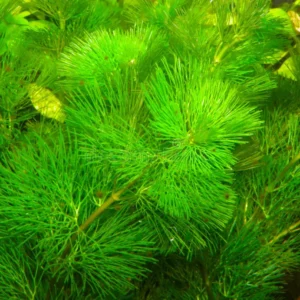 Green Cabomba Caroliniana aka TIKI PALM