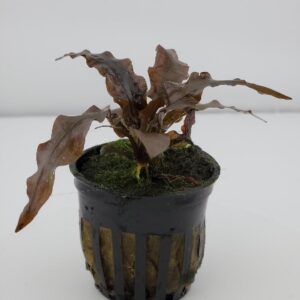 1000046811 (1) Cryptocoryne Wendtii Red