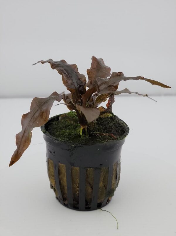Cryptocoryne Wendtii Red