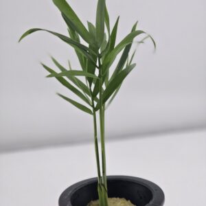 Bella Palm