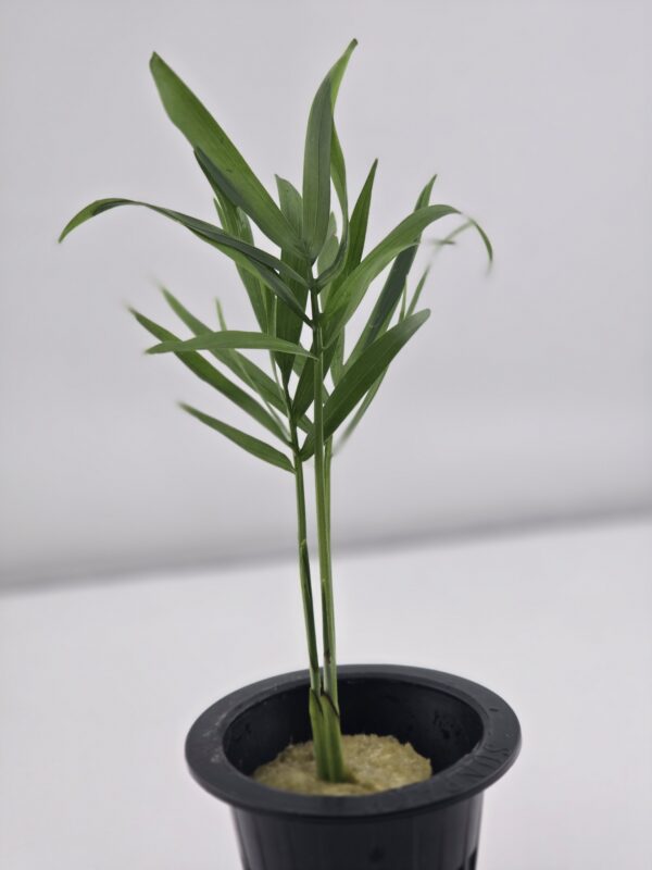 Bella Palm