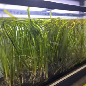 Jungle Vallisneria
