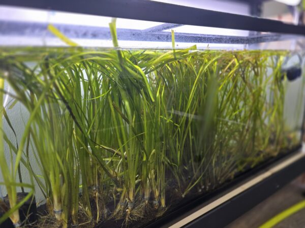 Jungle Vallisneria