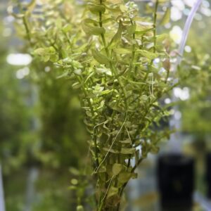 Bacopa caroliniana 'Yellow flame'
