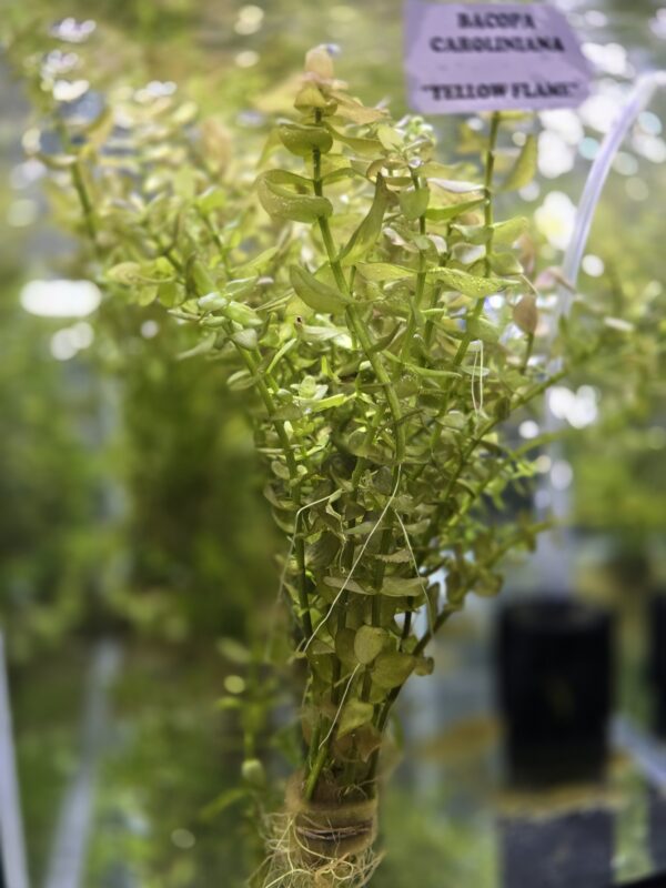 Bacopa caroliniana 'Yellow flame'