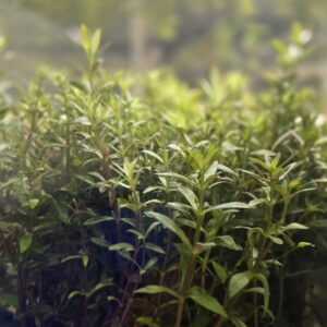 Hippo Grass aka Limnophila hippuridoide