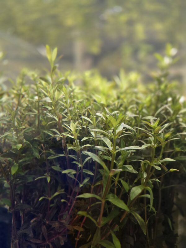 Hippo Grass aka Limnophila hippuridoide