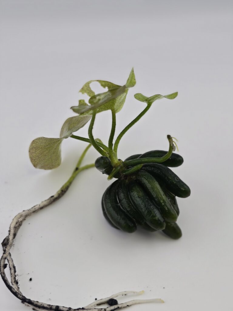Banana Lily - Nymphoides aquatica