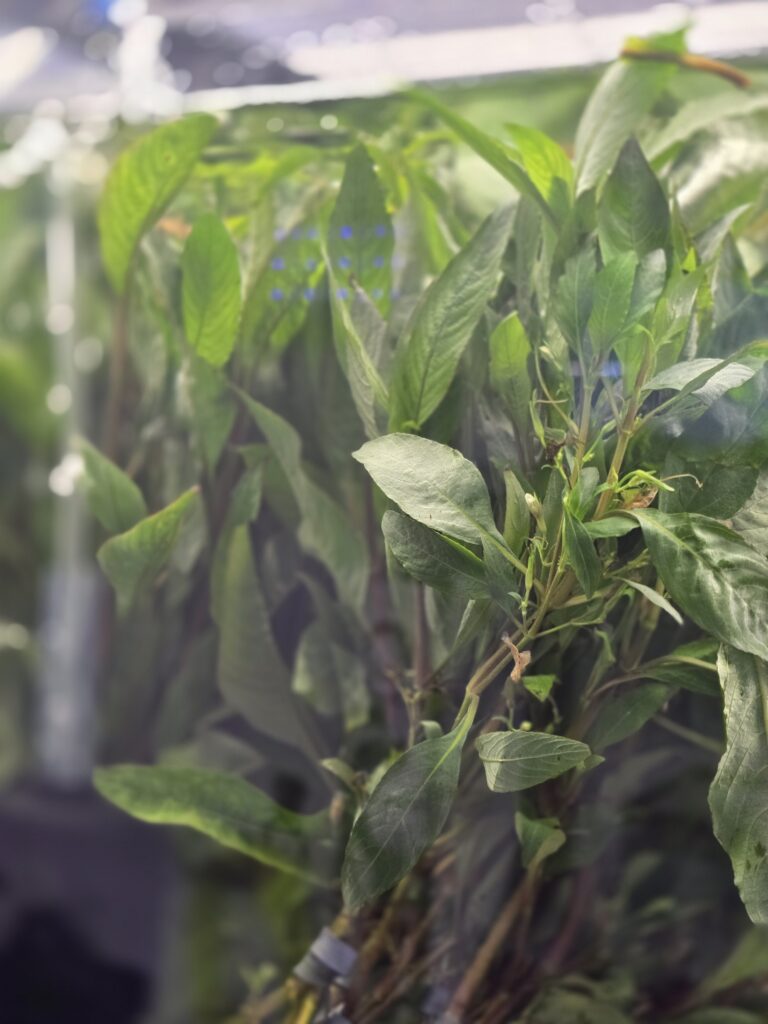 Temple Plant - Hydrophila corymbosa