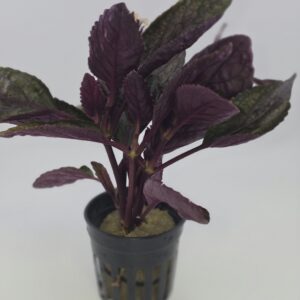 Purple Waffle Plant (Hemigraphis alternata)