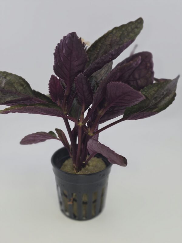 Purple Waffle Plant (Hemigraphis alternata)