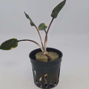 Cryptocoryne Wendtii Red