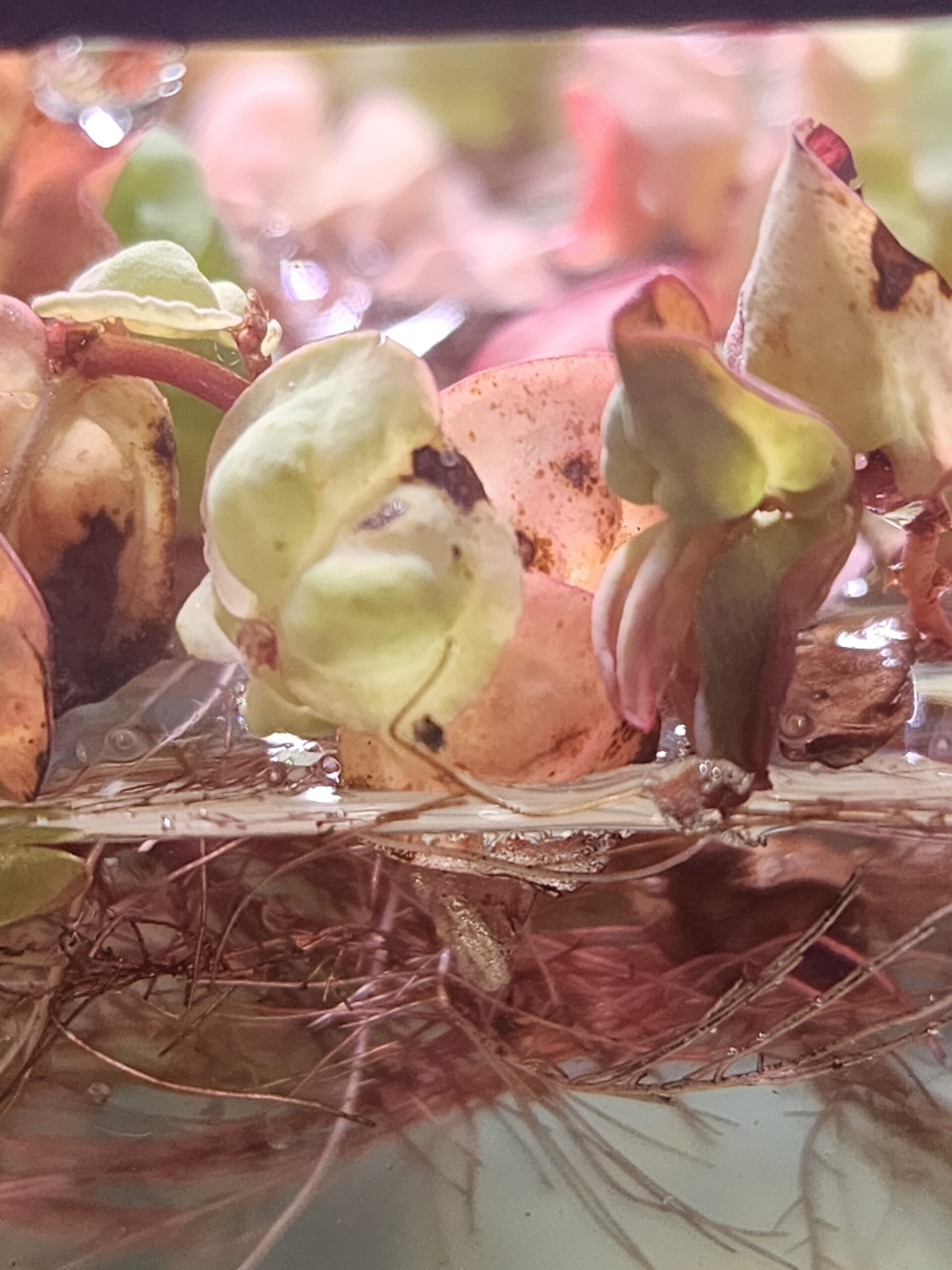 RED ROOT FLOATERS - 3oz cup - Image 3