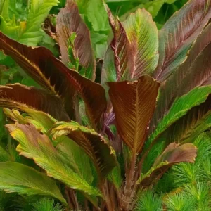 Cryptocoryne Wendtii Red