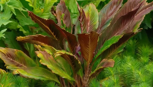 Cryptocoryne Wendtii Red - Image 2