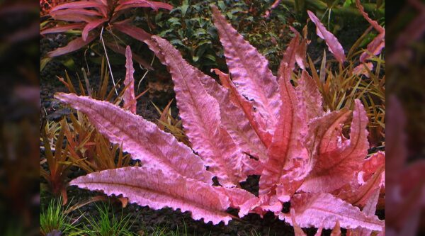 Red Tiger Lotus - Image 2