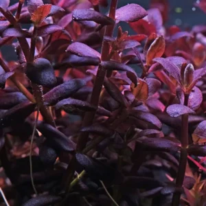 Bacopa-purple Purple Bacopa
