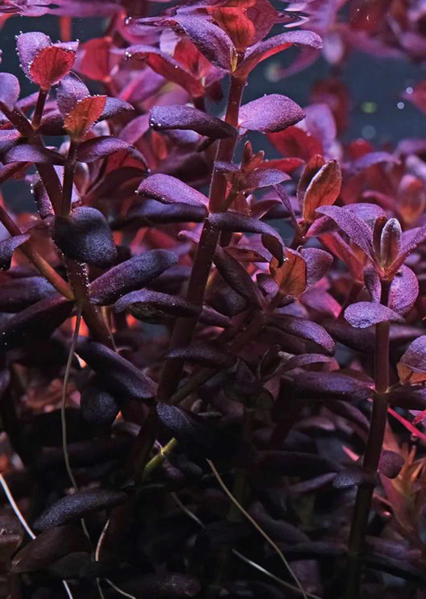 Purple Bacopa