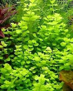 Golden Lloydiella AKA Golden Creeping Jenny