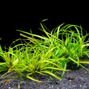 Creeping Rush (Juncus repens)