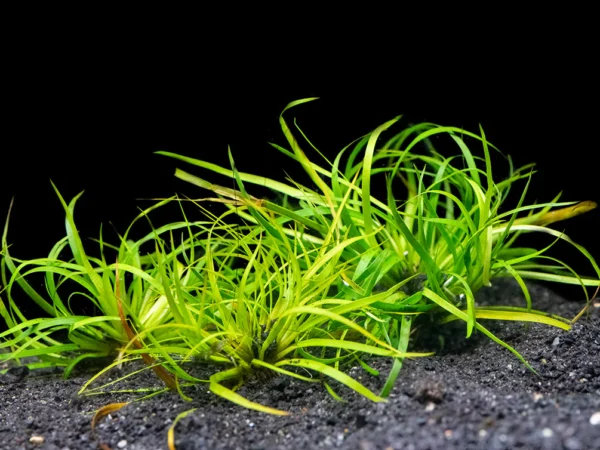 Creeping Rush (Juncus repens)