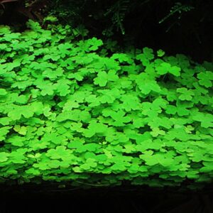 Japanese Pennywort