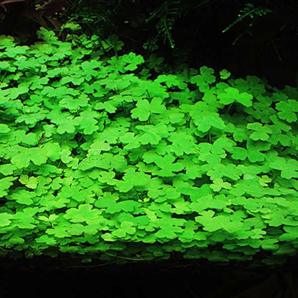 Japanese Pennywort