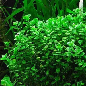 Moneywort (Bacopa monnieri) x 2 plants