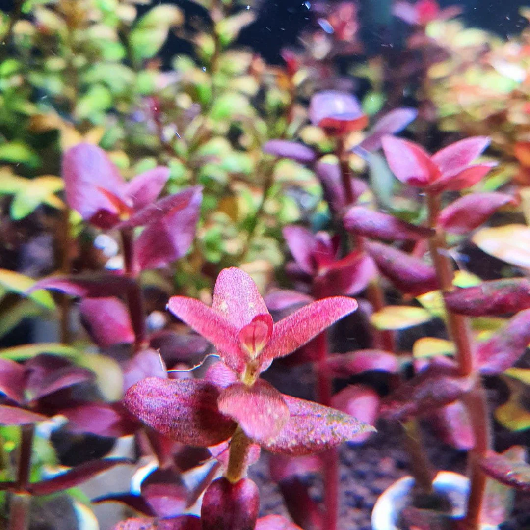 Purple Bacopa - Image 3