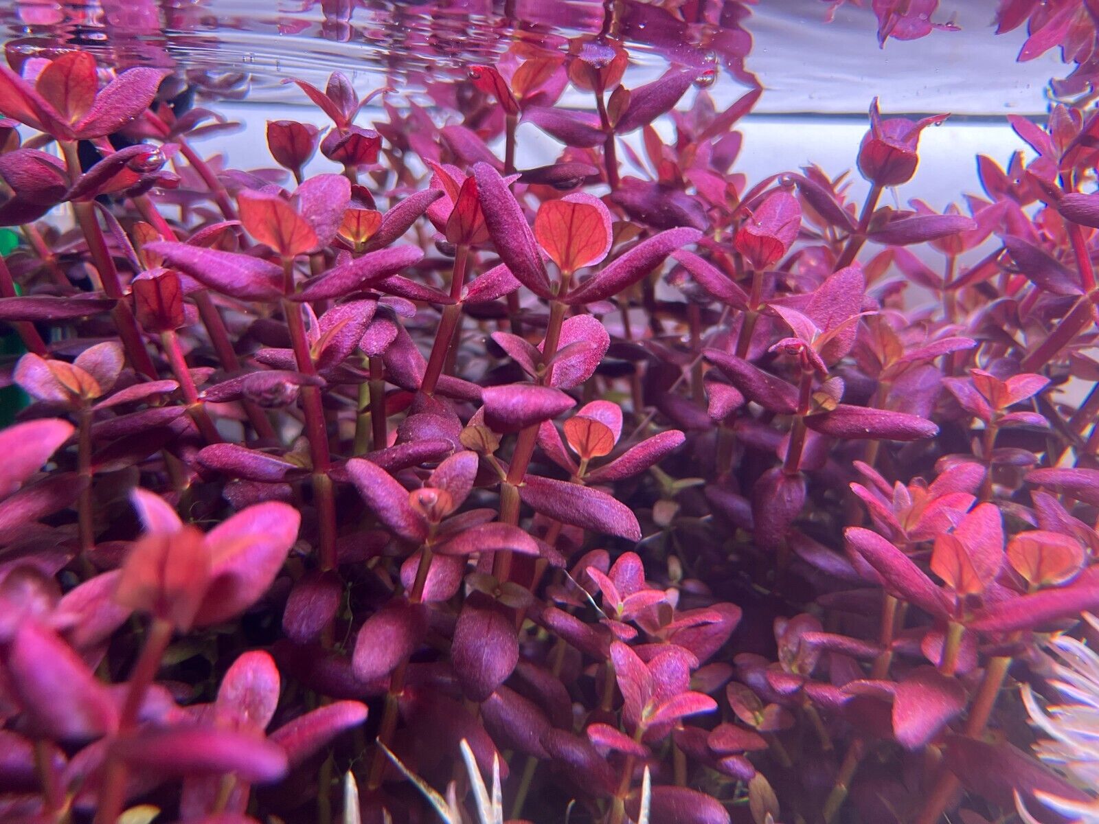 Purple Bacopa - Image 2