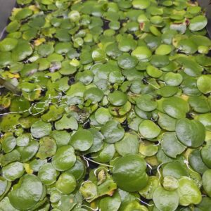 1000042959 Frog Bit 10 Pieces Lab Grown