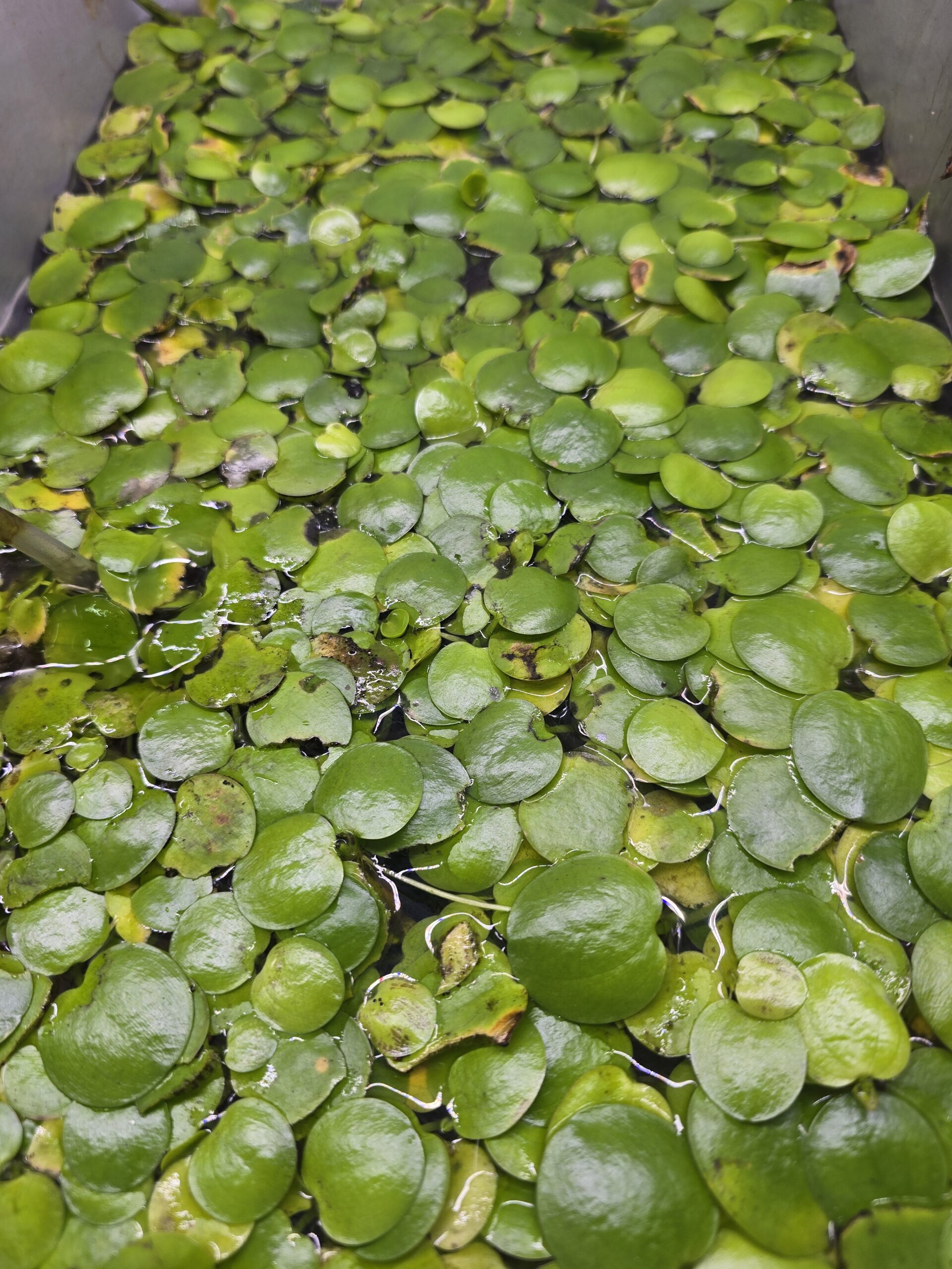 Frog Bit 10 Pieces Lab Grown