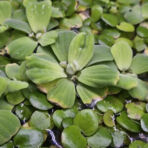 1000042960 Water Lettuce