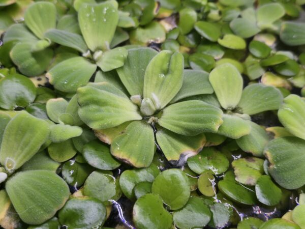 Water Lettuce