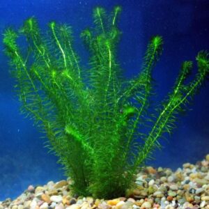 najas- narrow Narrow Leaf Anacharis (Egeria Najas)